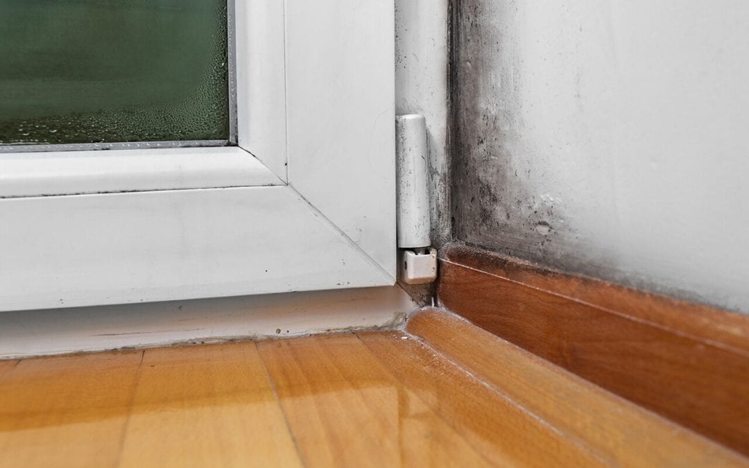 6 Signs of Mold in Your Home